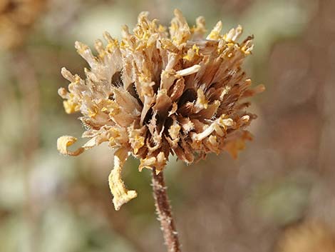 Virgin River Brittlebush (Encelia virginensis)