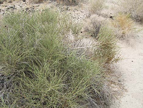 California Jointfir (Ephedra californica)