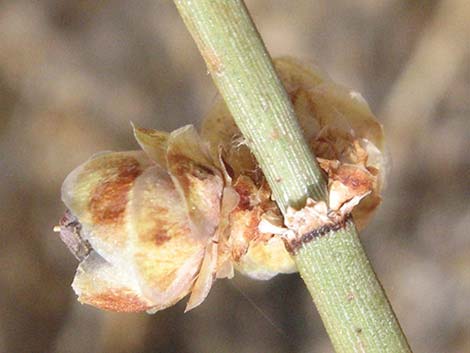 California Jointfir (Ephedra californica)