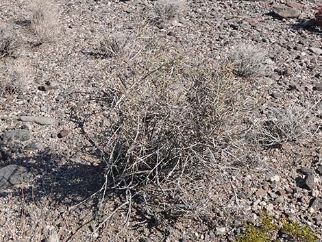 California Jointfir (Ephedra californica)