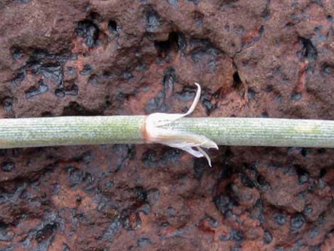 Death Valley Jointfir (Ephedra funerea)