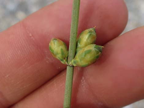 Death Valley Jointfir (Ephedra funerea)