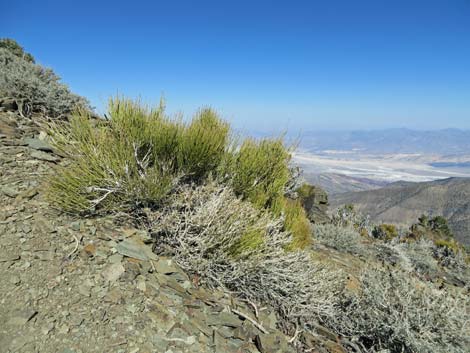 Death Valley Jointfir (Ephedra funerea)