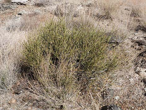 Nevada Jointfir (Ephedra nevadensis)