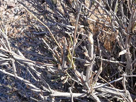 Nevada Jointfir (Ephedra nevadensis)