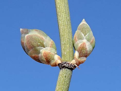 Nevada Jointfir (Ephedra nevadensis)