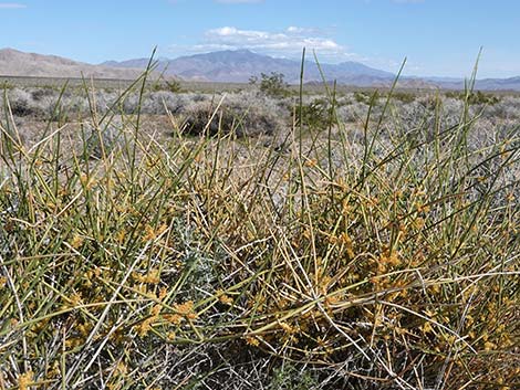 Nevada Jointfir (Ephedra nevadensis)