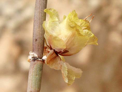 Torrey's Jointfir (Ephedra torreyana)