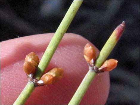 Mormon Tea (Ephedra viridis)