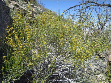 Mormon Tea (Ephedra viridis)