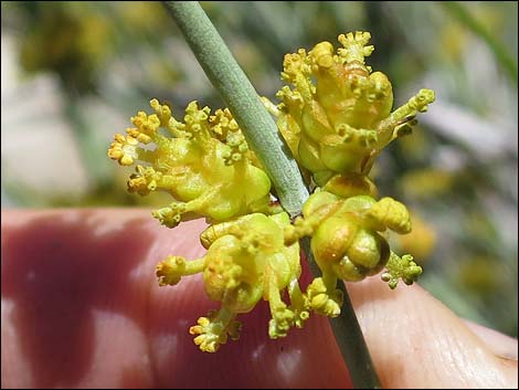 Mormon Tea (Ephedra viridis)