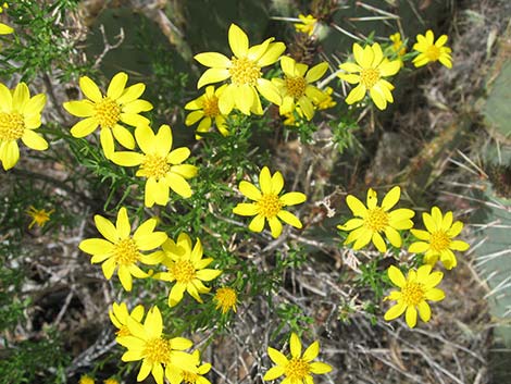 Narrowleaf Goldenbush (Ericameria linearifolia)