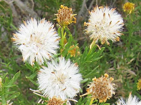 Narrowleaf Goldenbush (Ericameria linearifolia)