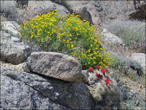 Narrowleaf Goldenbush (Ericameria linearifolia)