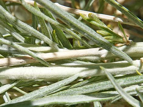 Rubber Rabbitbrush (Ericameria nauseosa)