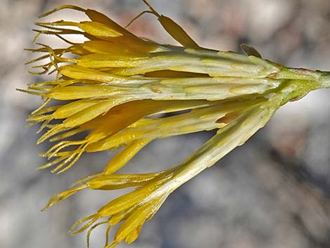 Rubber Rabbitbrush (Ericameria nauseosa)