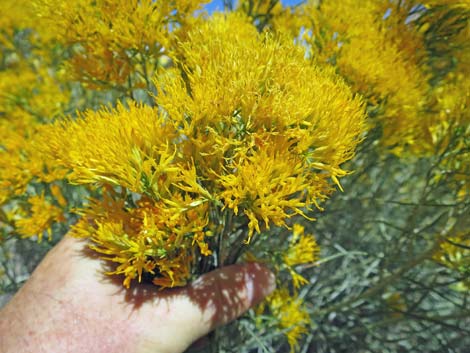 Rubber Rabbitbrush (Ericameria nauseosa)