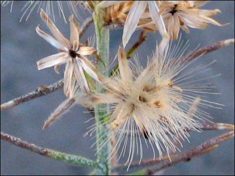 Mojave Rabbitbrush (Ericameria paniculata)