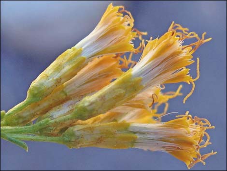 Mojave Rabbitbrush (Ericameria paniculata)