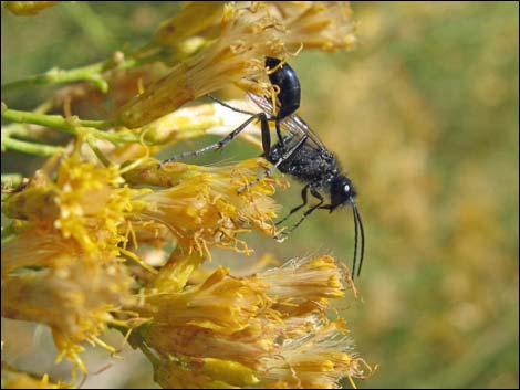 Mojave Rabbitbrush (Ericameria paniculata)