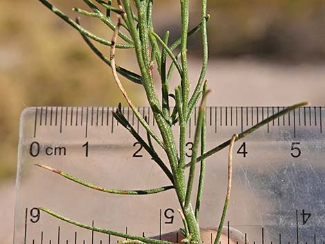 Mojave Rabbitbrush (Ericameria paniculata)