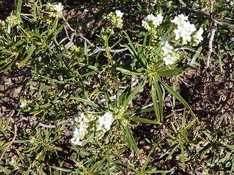 Narrow-leaved Yerba Santa (Eriodictyon angustifolium)