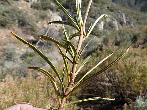 Narrow-leaved Yerba Santa (Eriodictyon angustifolium)