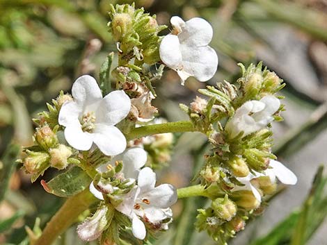 Narrow-leaved Yerba Santa (Eriodictyon angustifolium)