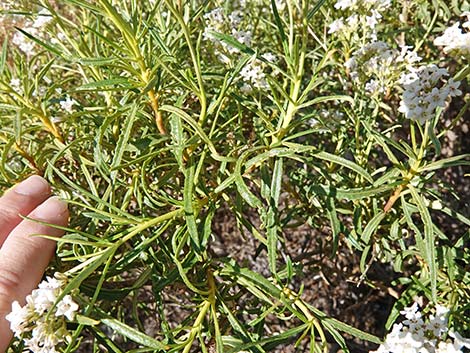 Narrow-leaved Yerba Santa (Eriodictyon angustifolium)