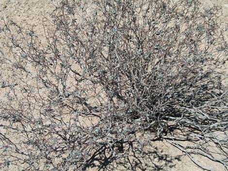 Las Vegas Buckwheat (Eriogonum corymbosum)