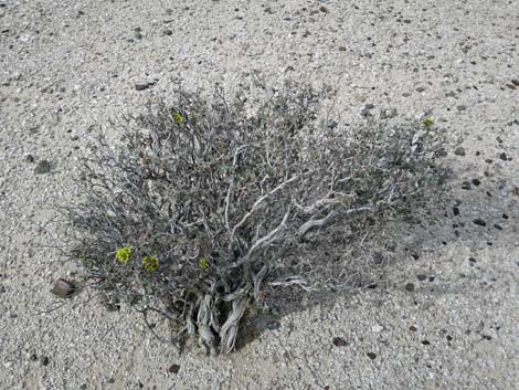 Las Vegas Buckwheat (Eriogonum corymbosum)