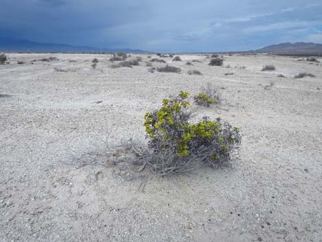 Las Vegas Buckwheat (Eriogonum corymbosum)