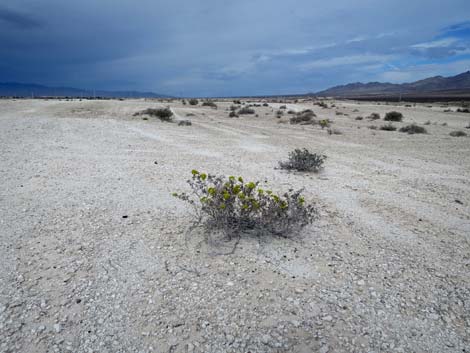 Las Vegas Buckwheat (Eriogonum corymbosum)