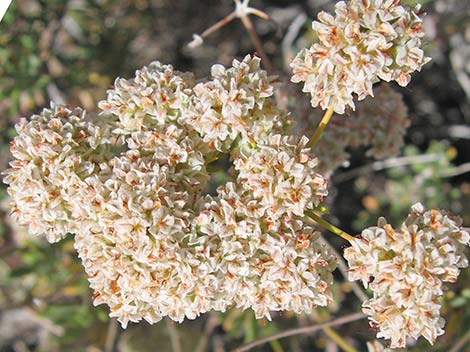 Eastern Mojave Buckwheat (Eriogonum fasciculatum var polifolium)