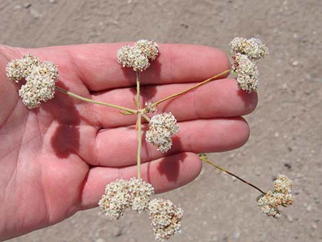 Eastern Mojave Buckwheat (Eriogonum fasciculatum var polifolium)