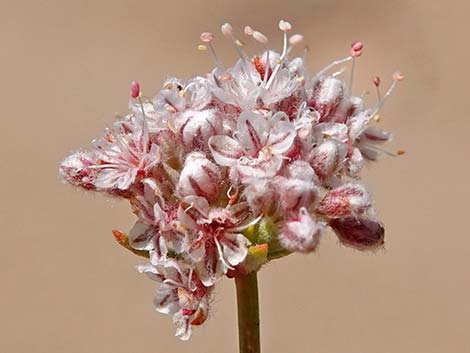 Eastern Mojave Buckwheat (Eriogonum fasciculatum var polifolium)