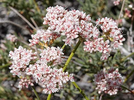 Eastern Mojave Buckwheat (Eriogonum fasciculatum var polifolium)