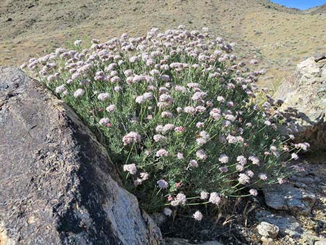 Eastern Mojave Buckwheat (Eriogonum fasciculatum var polifolium)