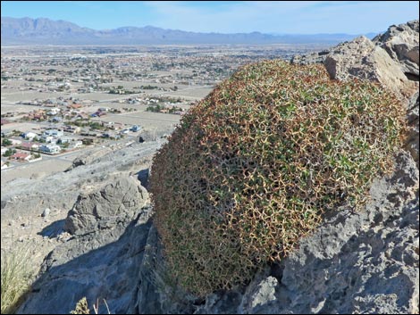 Heermann's Buckwheat (Eriogonum heermannii)