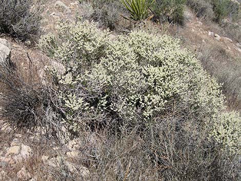 Smooth Heermann's Buckwheat (Eriogonum heermannii var. argense)