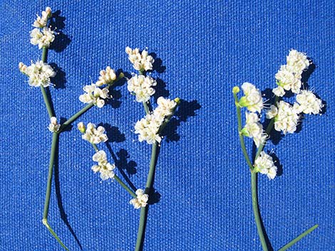 Heermann's Buckwheat (Eriogonum heermannii)