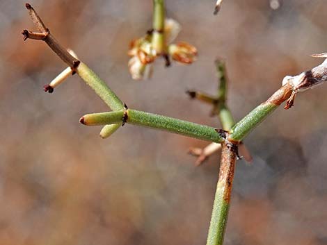 Smooth Heermann's Buckwheat (Eriogonum heermannii var. argense)