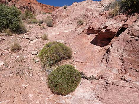 Grooved Heermann's Buckwheat (Eriogonum heermannii var. sulcatum)