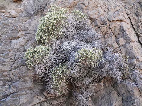 Grooved Heermann's Buckwheat (Eriogonum heermannii var. sulcatum)