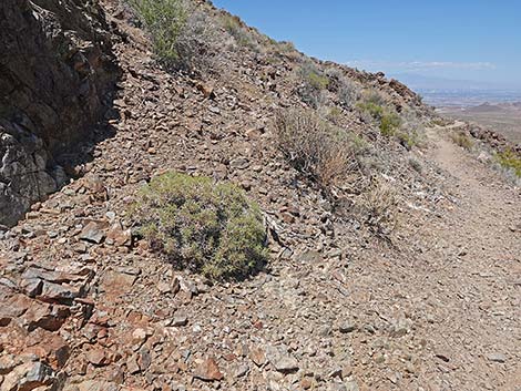 Grooved Heermann's Buckwheat (Eriogonum heermannii var. sulcatum)