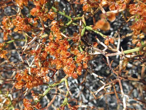 Grooved Heermann's Buckwheat (Eriogonum heermannii var. sulcatum)