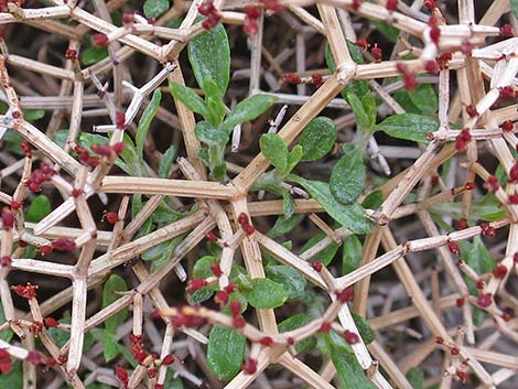 Grooved Heermann's Buckwheat (Eriogonum heermannii var. sulcatum)