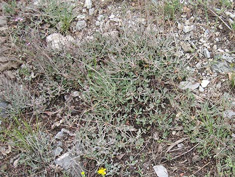 Panamint Mountains Buckwheat (Eriogonum panamintense)