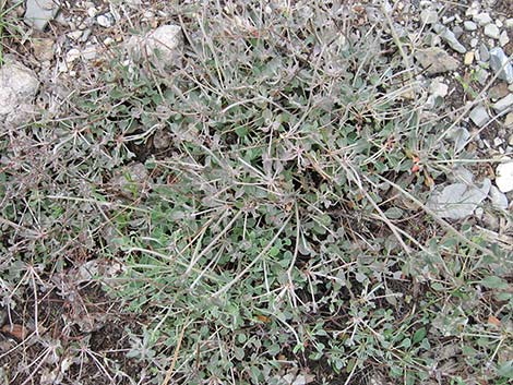 Panamint Mountains Buckwheat (Eriogonum panamintense)