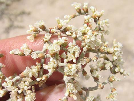 Yucca Buckwheat (Eriogonum plumatella)